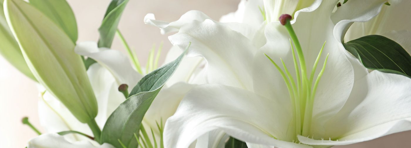 Background image of fresh lillies for florals from trigs.