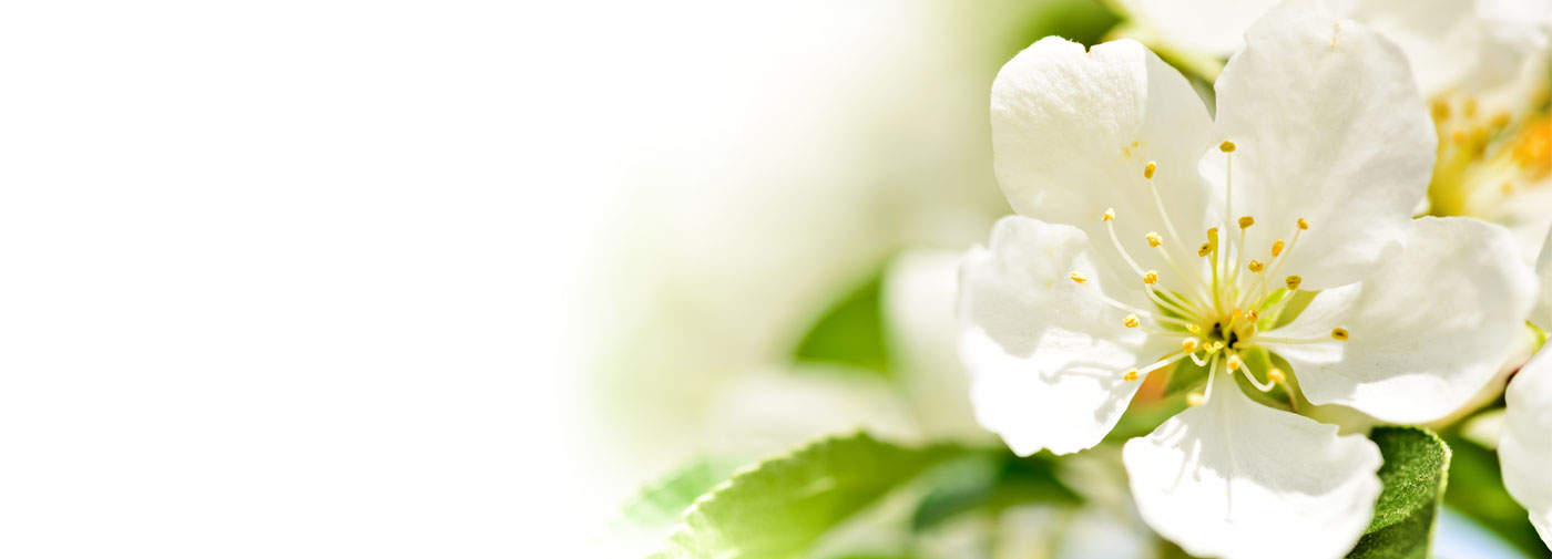 Trig's Floral and Home Spring Bloom Banner