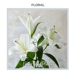 Image of Easter Lilly Plant with blooms; available from Trig's Floral and Home.