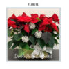 Double Poinsettia basket - deluxe size by Trig's Floral and HOme